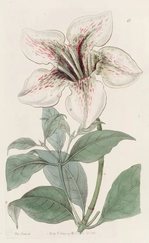 Lord Derbys Gardenia Wall Art by Sydenham Edwards - High-Resolution Digital Print