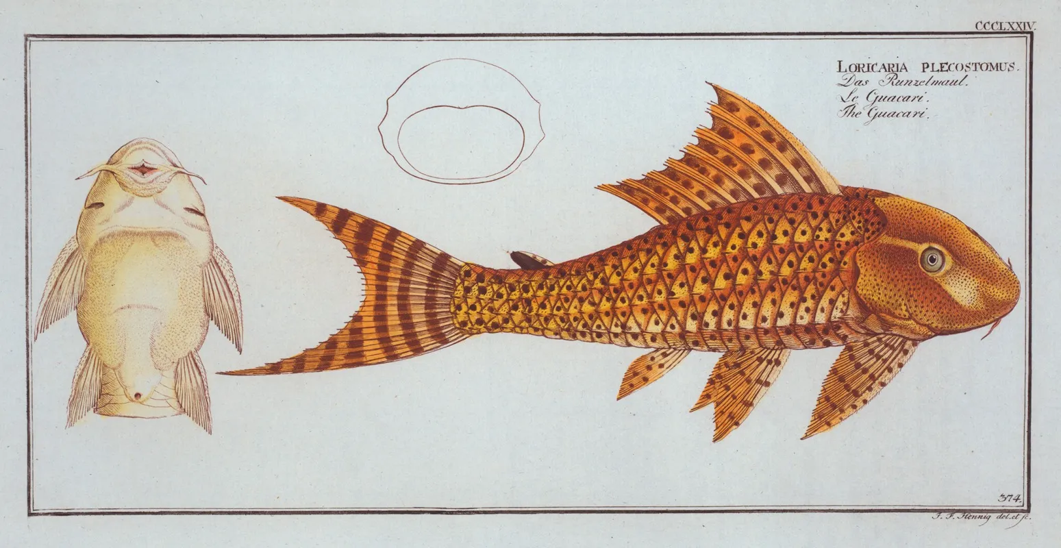Loricaria Plecostomus The Guacari Wall Art by Marcus Elieser Bloch - High-Resolution Digital Print