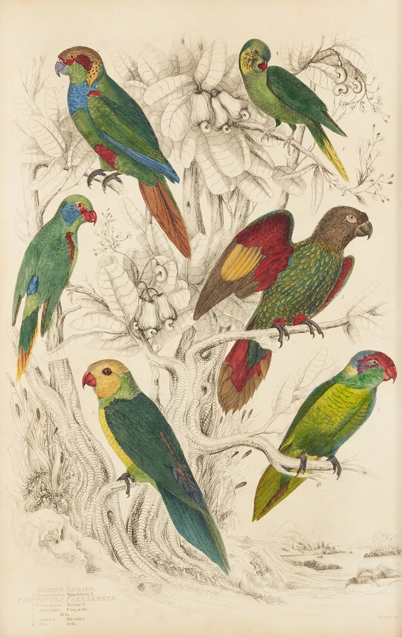 Lories Parakeets Wall Art by William MacGillivray - High-Resolution Digital Print