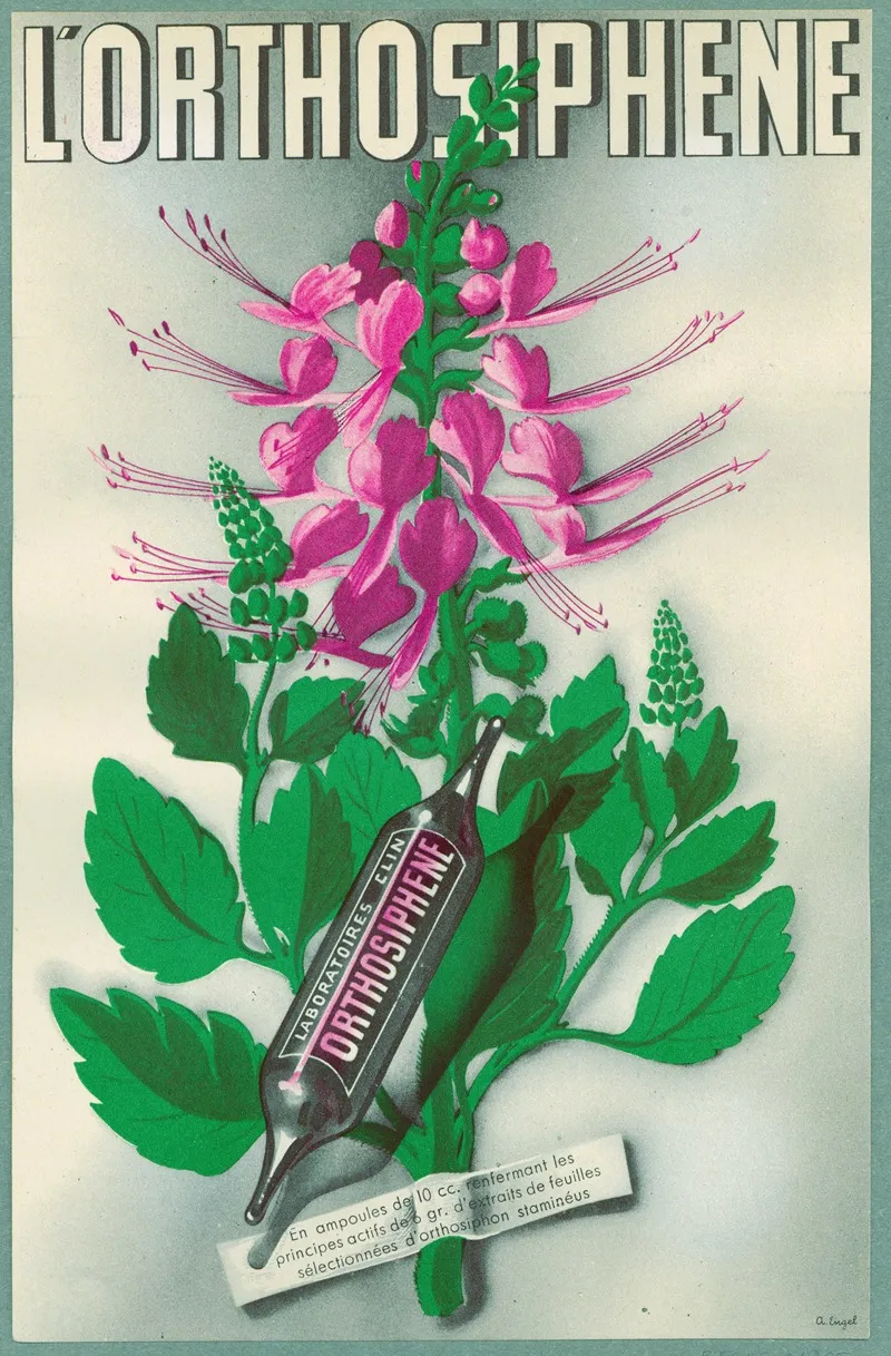 Lorthosiphene Wall Art by A. Engel - High-Resolution Digital Print