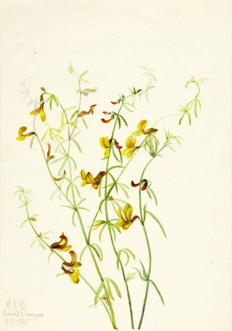 Lotus Puberulus