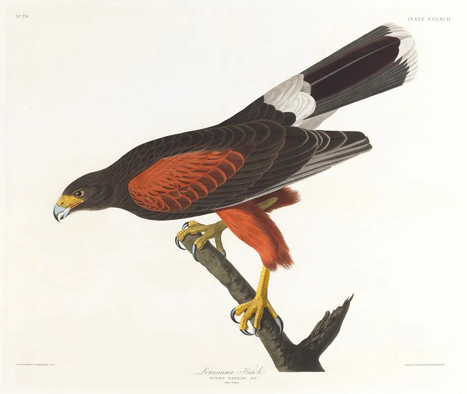 Louisiana Hawk Wall Art by John James Audubon - High-Resolution Digital Print