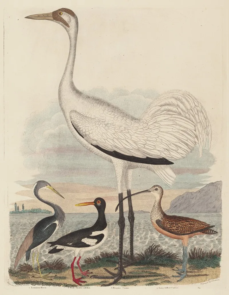 Louisiana Heron Pied Oyster Catcher Hooping Crane And Long Billed Curlew Wall Art by John G. Warnicke - High-Resolution Digital Print
