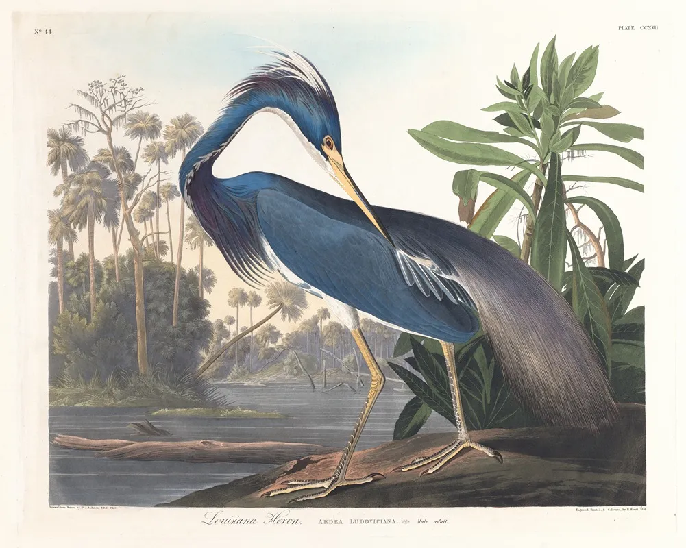 Louisiana Heron Wall Art by John James Audubon - High-Resolution Digital Print