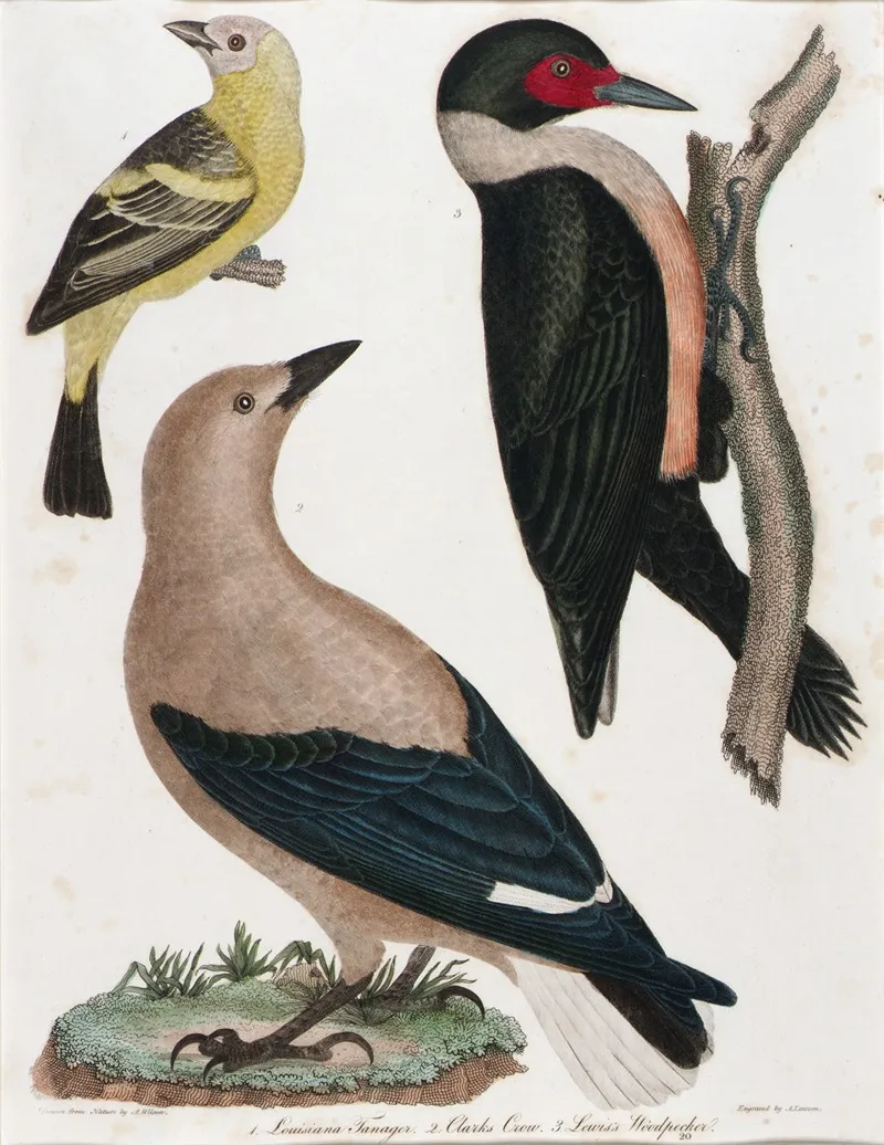 Louisiana Tanager Clarks Crow Lewis Woodpecker Wall Art by Alexander Lawson - High-Resolution Digital Print