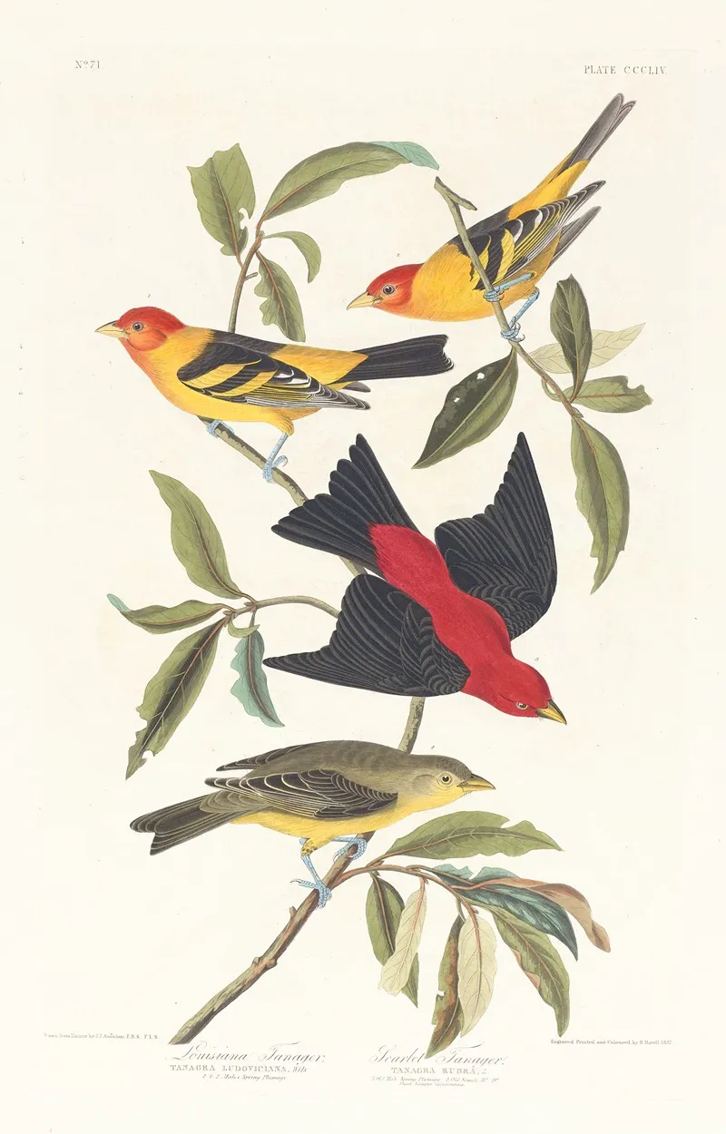 Louisiana Tanager Scarlet Tanager Wall Art by John James Audubon - High-Resolution Digital Print