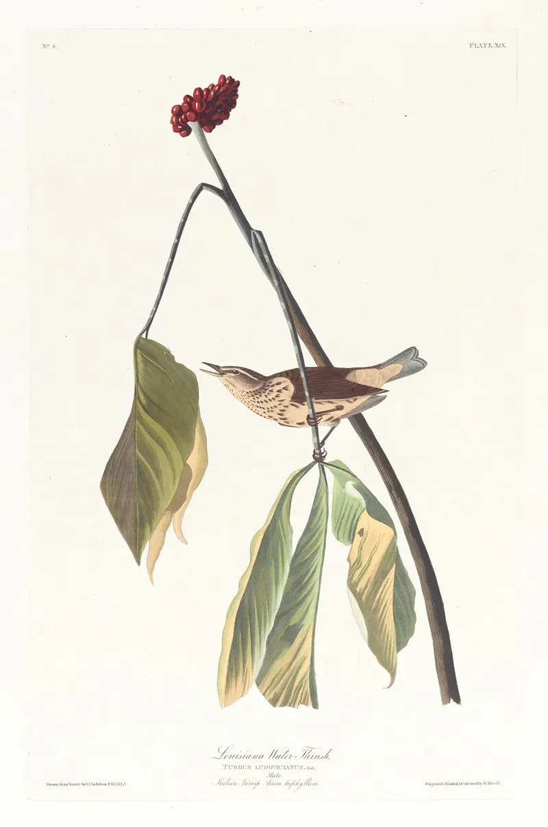 Louisiana Water Thrush Wall Art by John James Audubon - High-Resolution Digital Print
