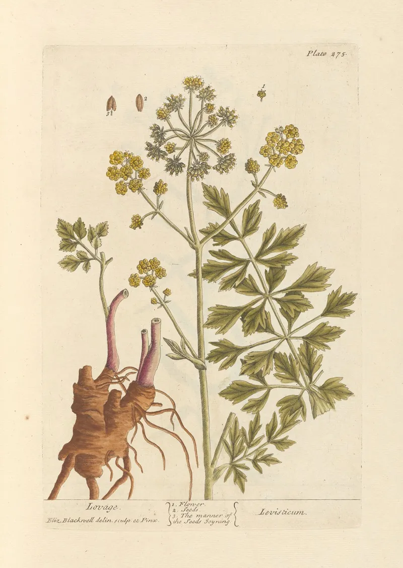 Lovage Wall Art by Elizabeth Blackwell - High-Resolution Digital Print