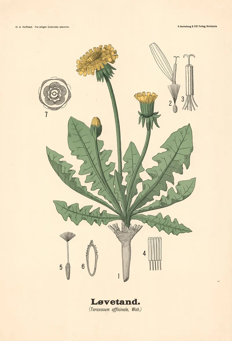 Lovetand Taraxacum Officinale Web Wall Art by Olaf Alfred Hoffstad - High-Resolution Digital Print