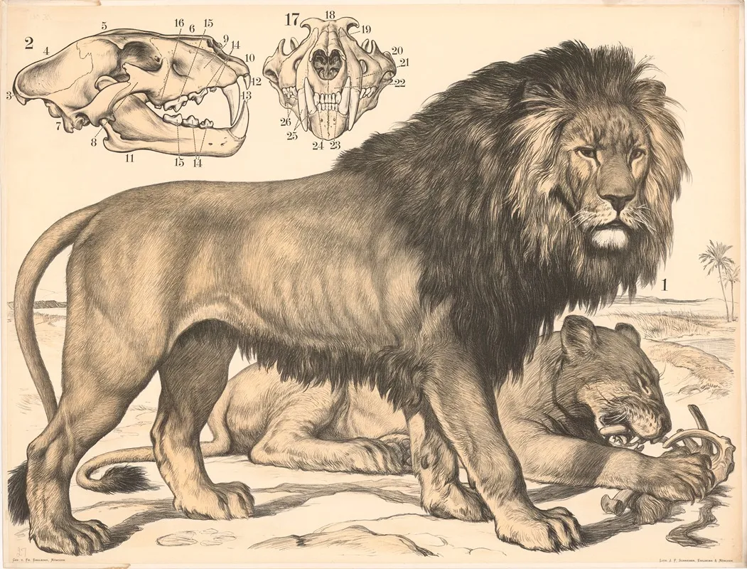 Lowe Felis Leo Wall Art by Franz Engleder - High-Resolution Digital Print