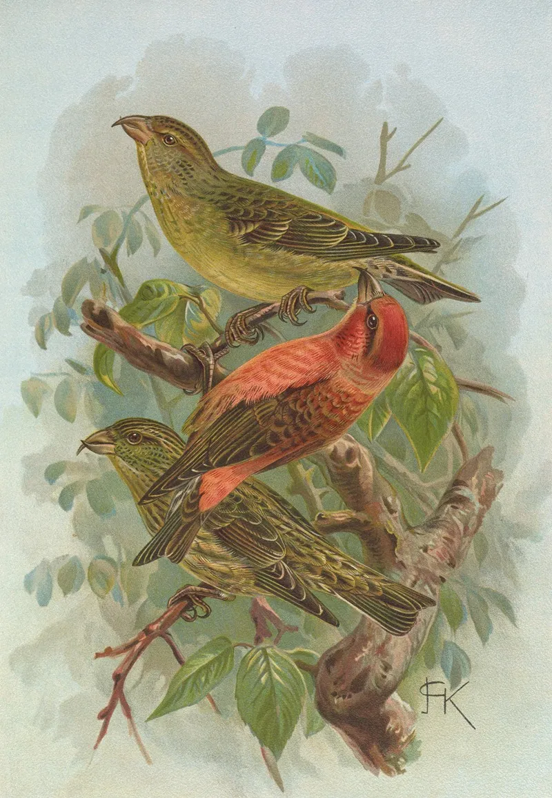Loxia Curvirostra Wall Art by Johann Friedrich Naumann - High-Resolution Digital Print