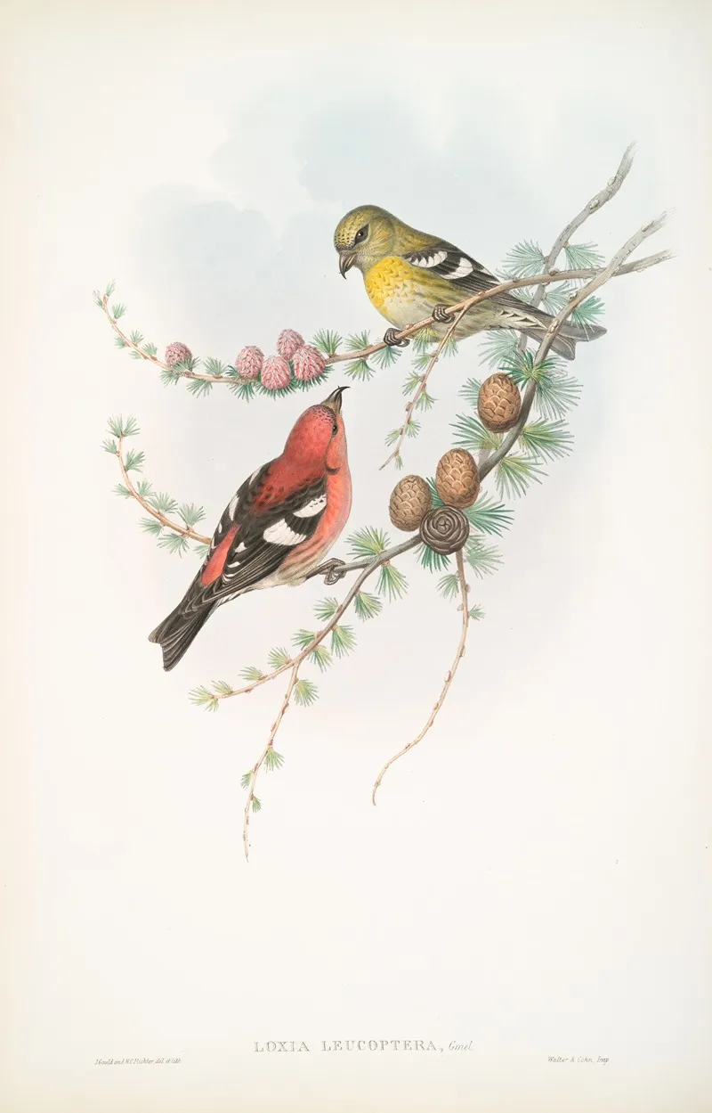 Loxia Leucoptera American White Winged Crossbill Wall Art by John Gould - High-Resolution Digital Print