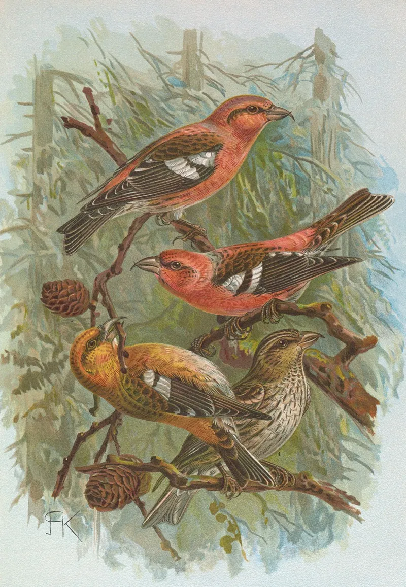 Loxia Leucoptera Gm Loxia Bifasciata Brehm Wall Art by Johann Friedrich Naumann - High-Resolution Digital Print