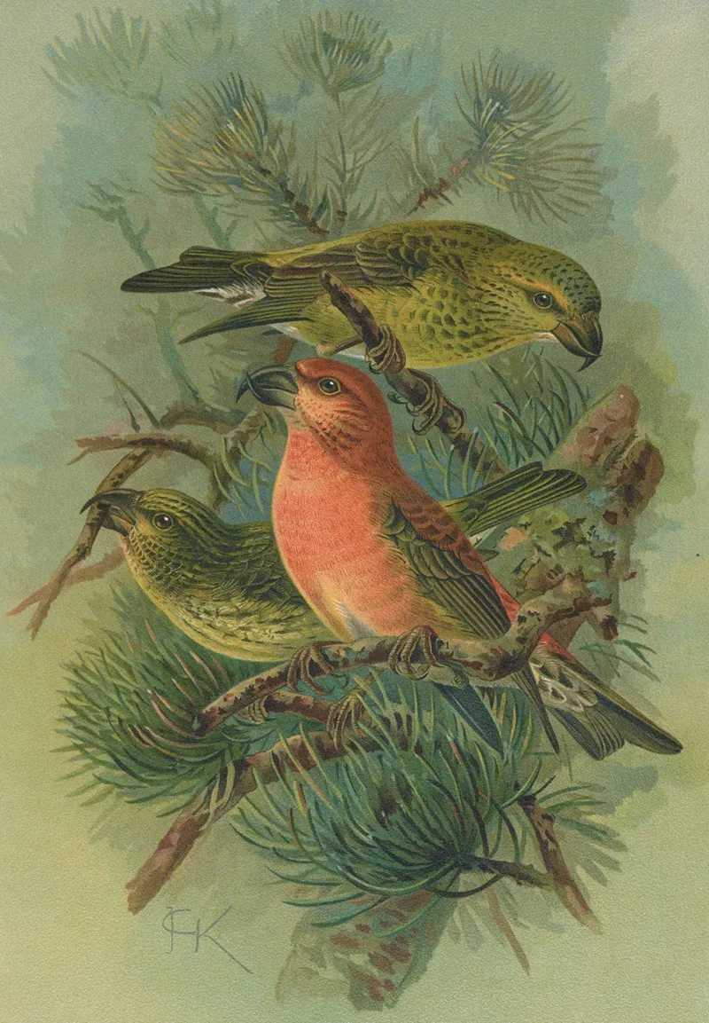 Loxia Pityopsittacus Bechst Wall Art by Johann Friedrich Naumann - High-Resolution Digital Print