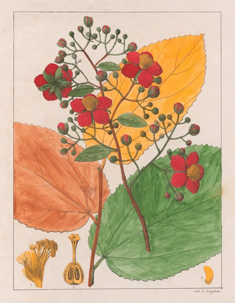 Luhea Paniculata Wall Art by Auguste de Saint-Hilaire - High-Resolution Digital Print