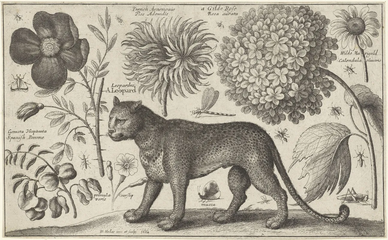 Luipaard Bloemen En Insecten