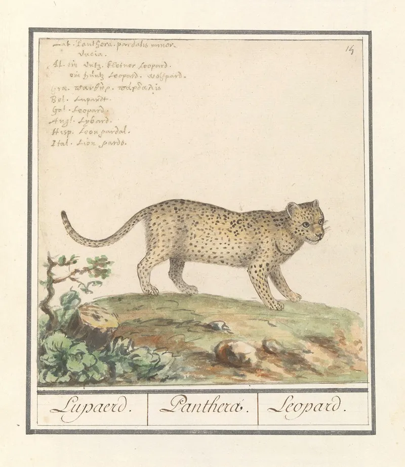 Luipaard Panthera Pardus Lupaerd Panthera Leopard Wall Art by Anselmus Boëtius de Boodt - High-Resolution Digital Print