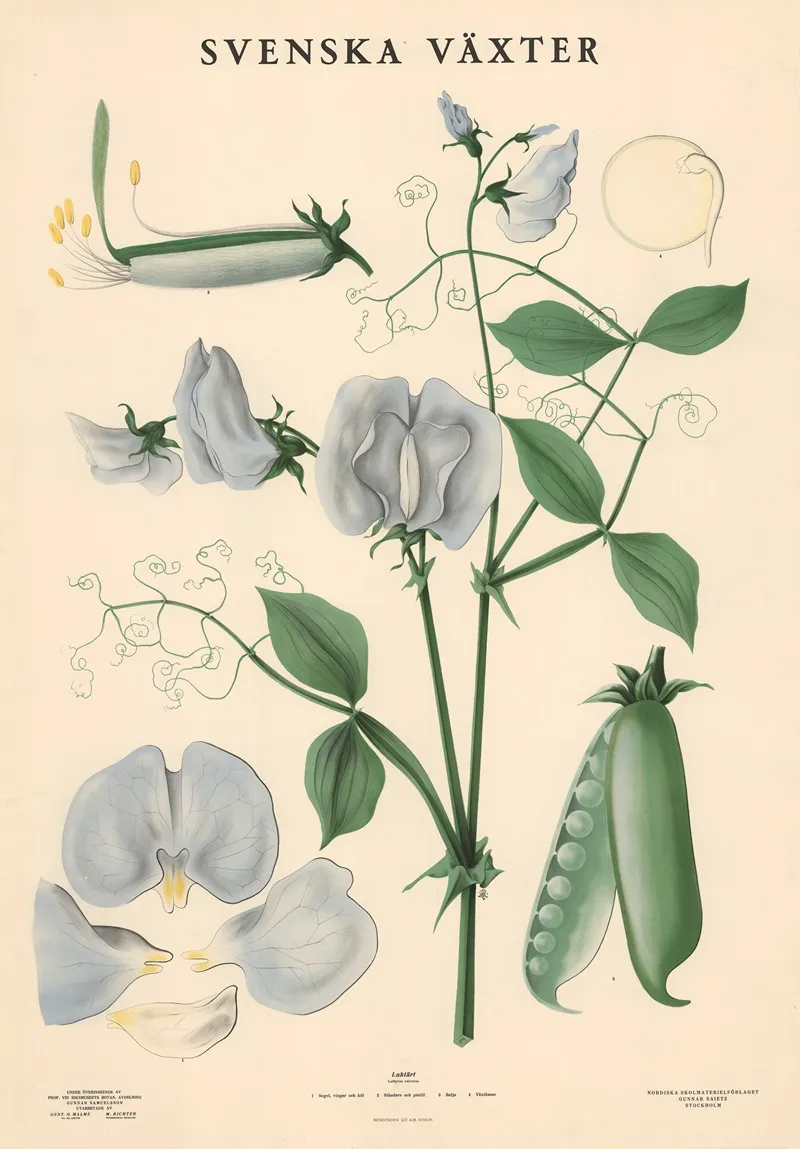 Luktart Lathyrus Odoratus Wall Art by Max Richter - High-Resolution Digital Print