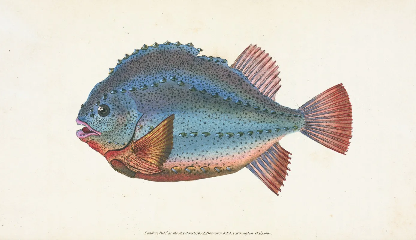 Lump Sucker Cycloterus Lumpus Wall Art by Edward Donovan - High-Resolution Digital Print