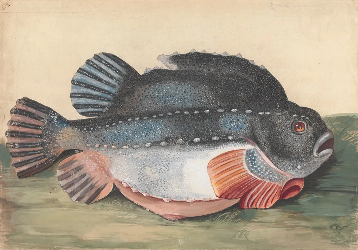 Lumpsucker Male Wall Art by Peter Paillou the younger - High-Resolution Digital Print