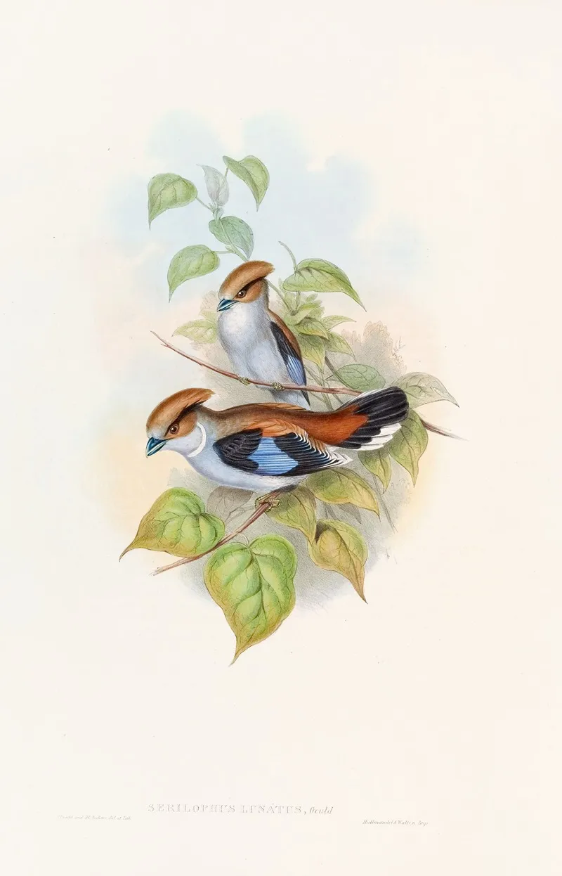 Lunated Eurylaime Wall Art by John Gould - High-Resolution Digital Print