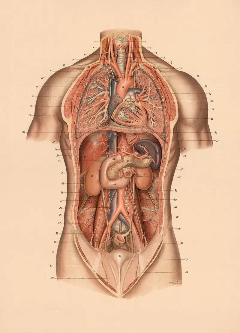 Lungs And Internal Organs Wall Art by Franz Frohse - High-Resolution Digital Print