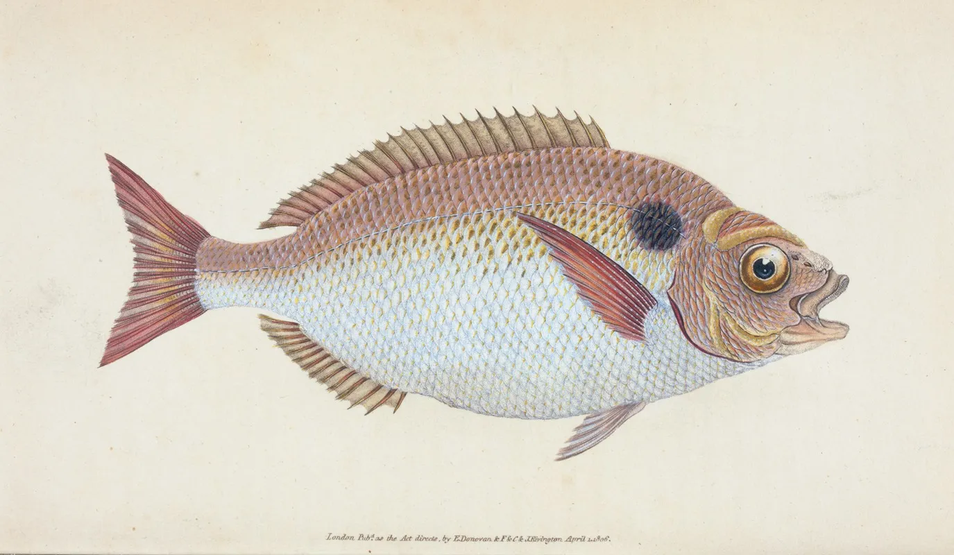 Lunulated Gilt Head Sparus Aurata Wall Art by Edward Donovan - High-Resolution Digital Print