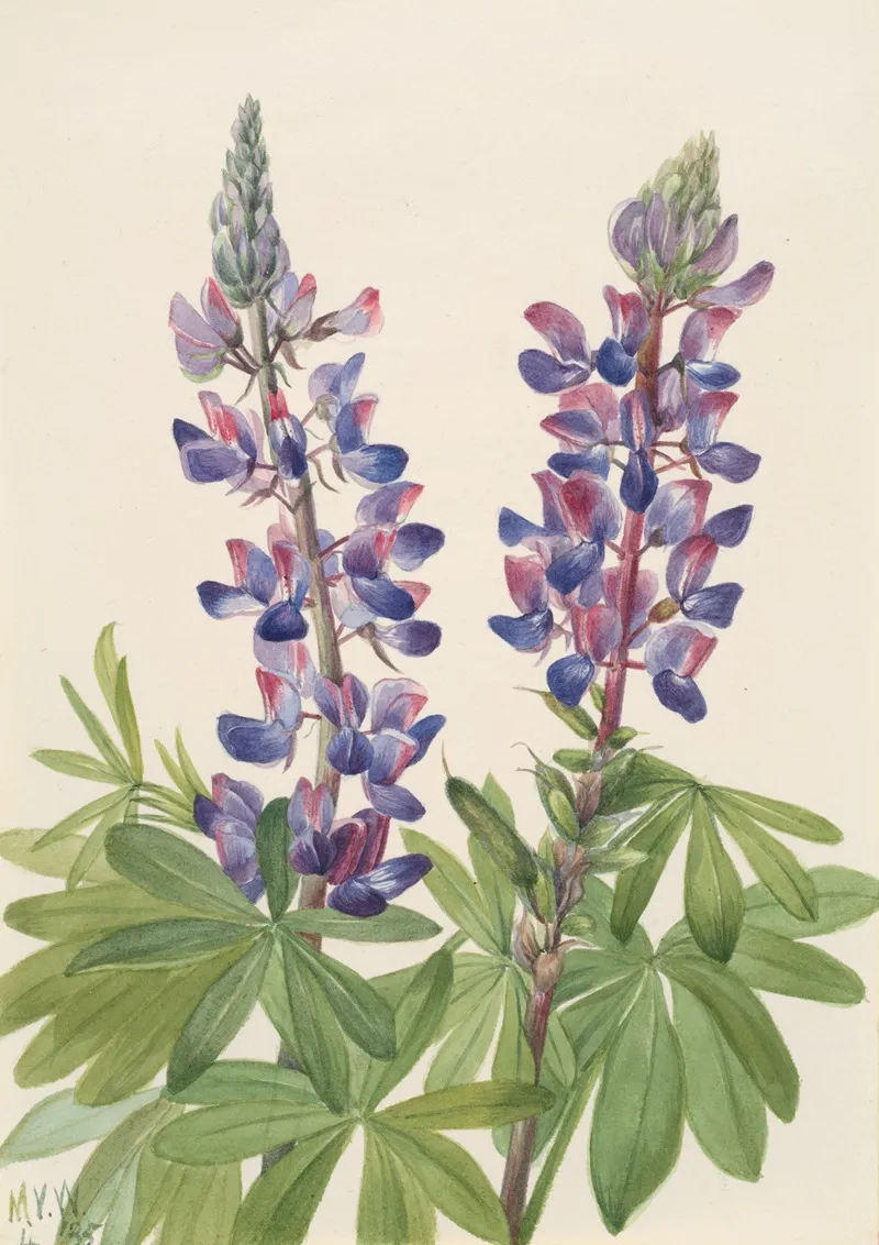 Lupine Lupinus Fornosus