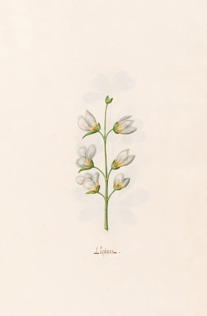 Lupinen 3 Wall Art by Magdelena Rosina Funck - High-Resolution Digital Print