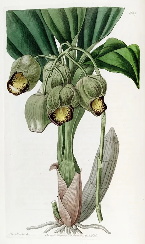 Lurid Catasetum Wall Art by Sydenham Edwards - High-Resolution Digital Print