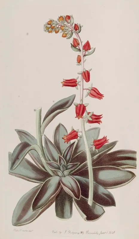 Lurid Echeveria Wall Art by Sydenham Edwards - High-Resolution Digital Print