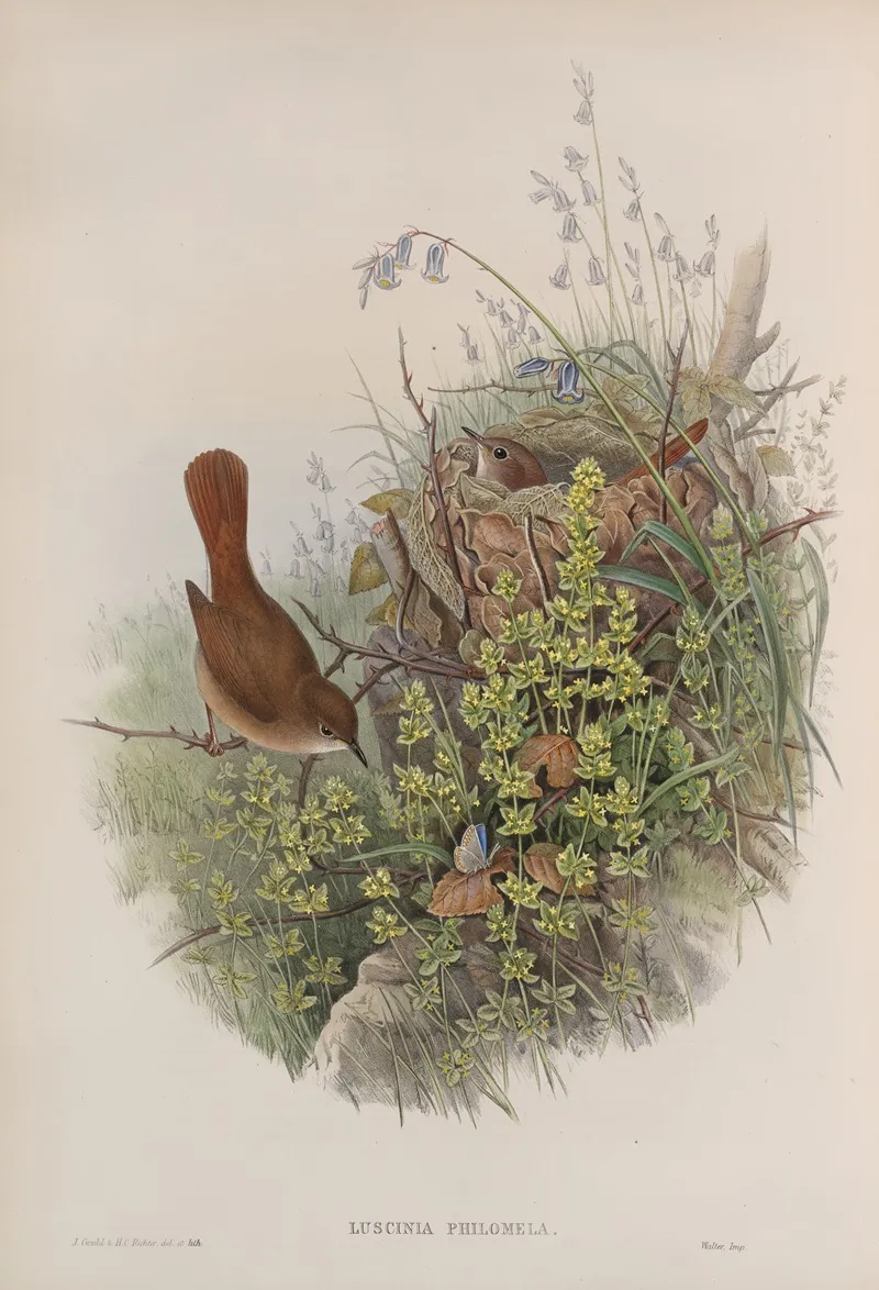 Luscinia Philomela Nightingale Wall Art by John Gould - High-Resolution Digital Print