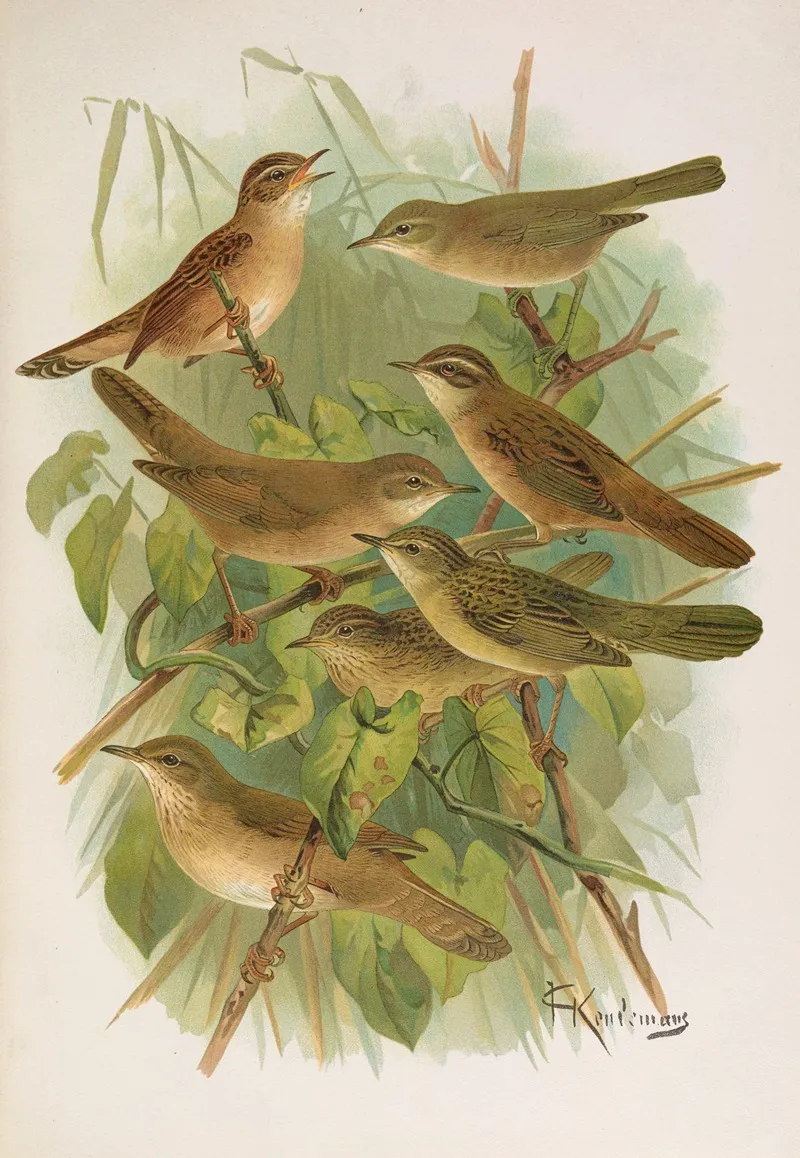 Lusciniola Fuscata Melanopogon Locustella Naevia Luscinioides Certhiola Wall Art by Johann Friedrich Naumann - High-Resolution Digital Print