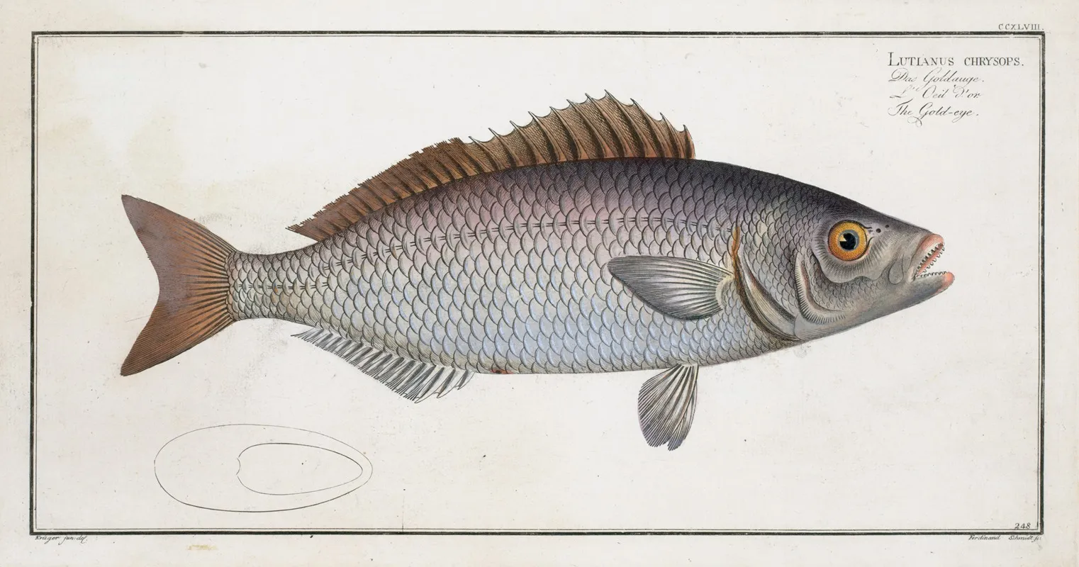 Lutianus Chrysops The Gold Eye Wall Art by Marcus Elieser Bloch - High-Resolution Digital Print