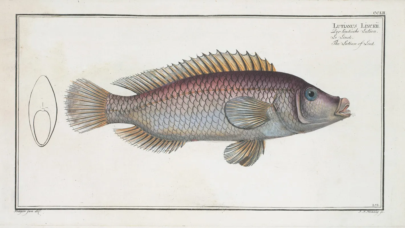 Lutianus Linckii The Lutian Of Link Wall Art by Marcus Elieser Bloch - High-Resolution Digital Print