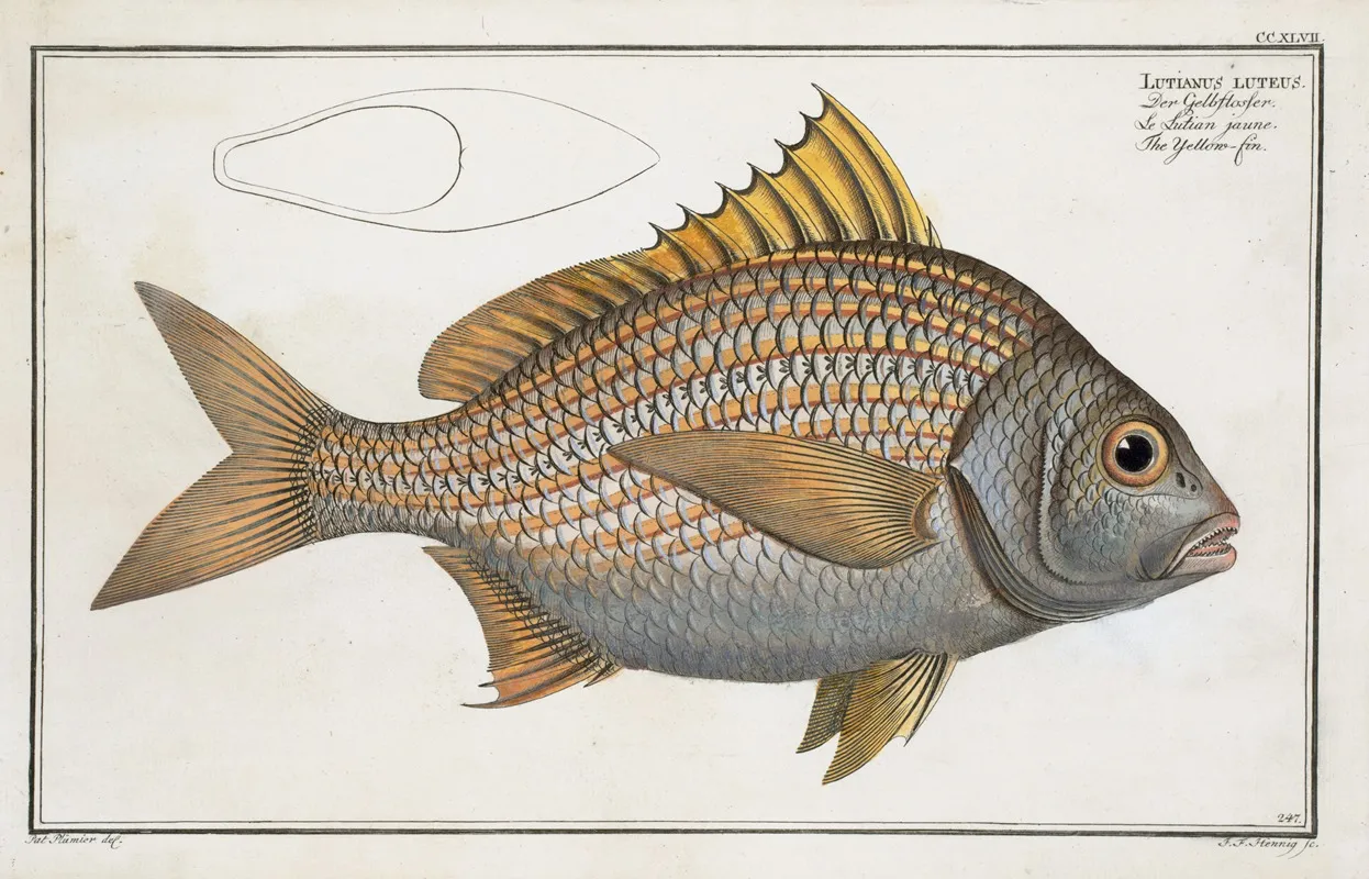 Lutianus Luteus The Yellow Fin Wall Art by Marcus Elieser Bloch - High-Resolution Digital Print