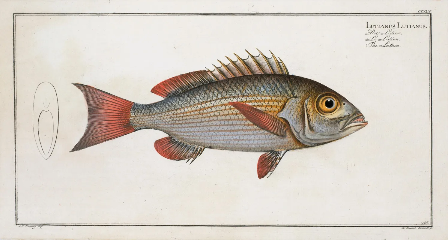 Lutianus Lutianus The Lutian Wall Art by Marcus Elieser Bloch - High-Resolution Digital Print
