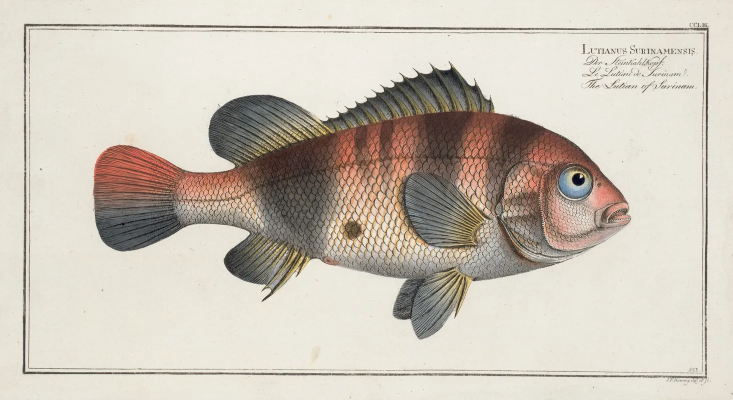Lutianus Surinamensis The Lutian Of Surinam Wall Art by Marcus Elieser Bloch - High-Resolution Digital Print