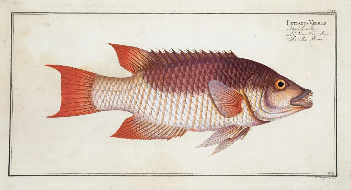 Lutianus Vrres The Sea Boar Wall Art by Marcus Elieser Bloch - High-Resolution Digital Print