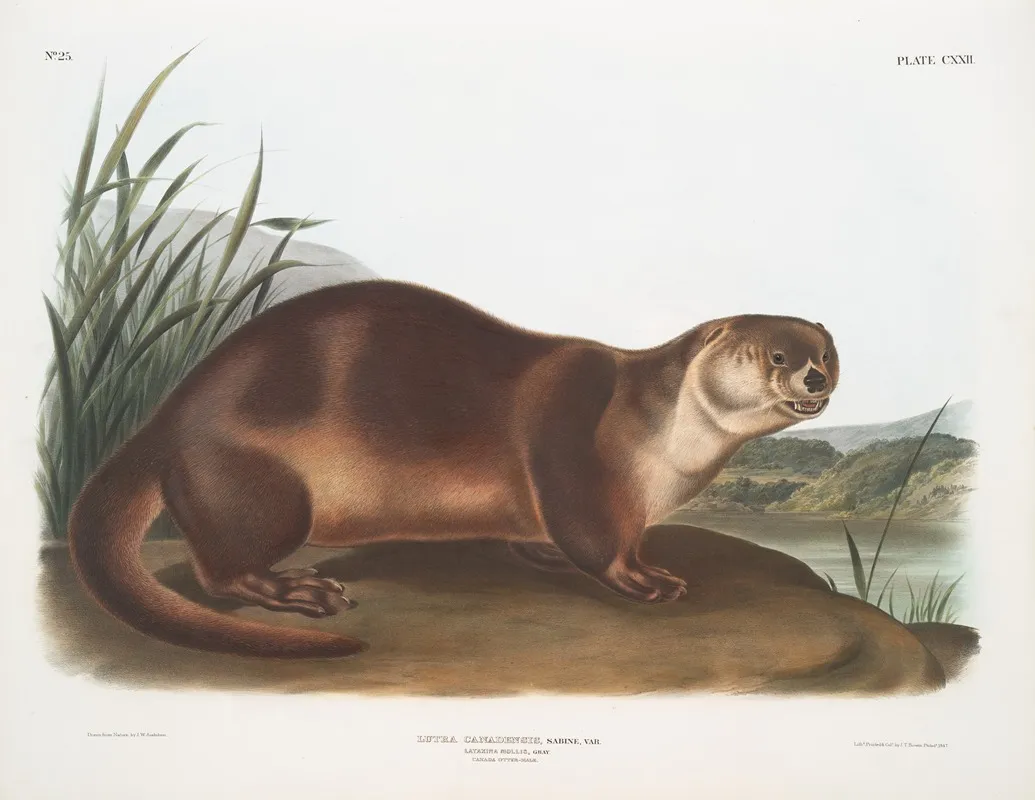 Lutra Canadensis Canada Otter Male Wall Art by John Woodhouse Audubon - High-Resolution Digital Print