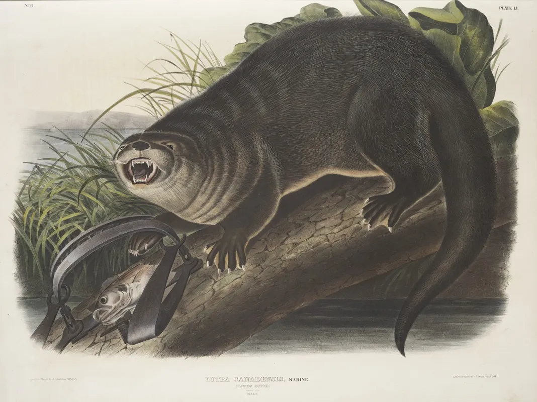 Lutra Canadensis Canada Otter Natural Size Male Wall Art by John Woodhouse Audubon - High-Resolution Digital Print