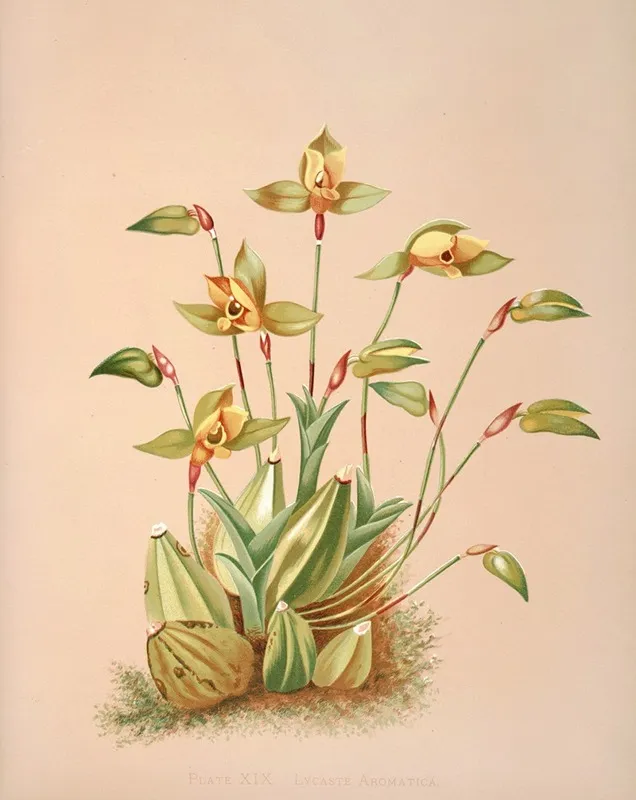 Lycaste Aromatica Wall Art by Harriet Stewart Miner - High-Resolution Digital Print