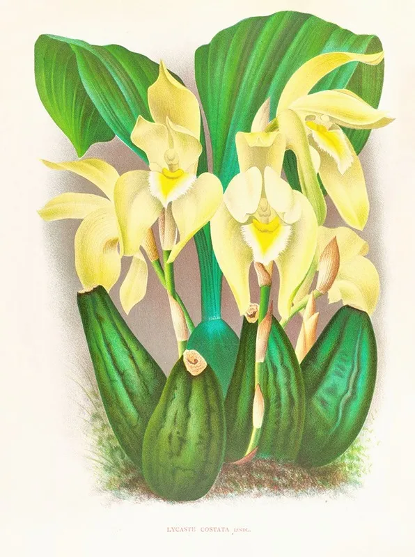 Lycaste Costata Wall Art by Jean Jules Linden - High-Resolution Digital Print
