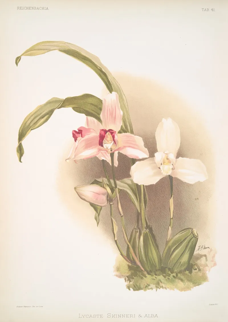 Lycaste Skinneri Alba Wall Art by Frederick Sander - High-Resolution Digital Print