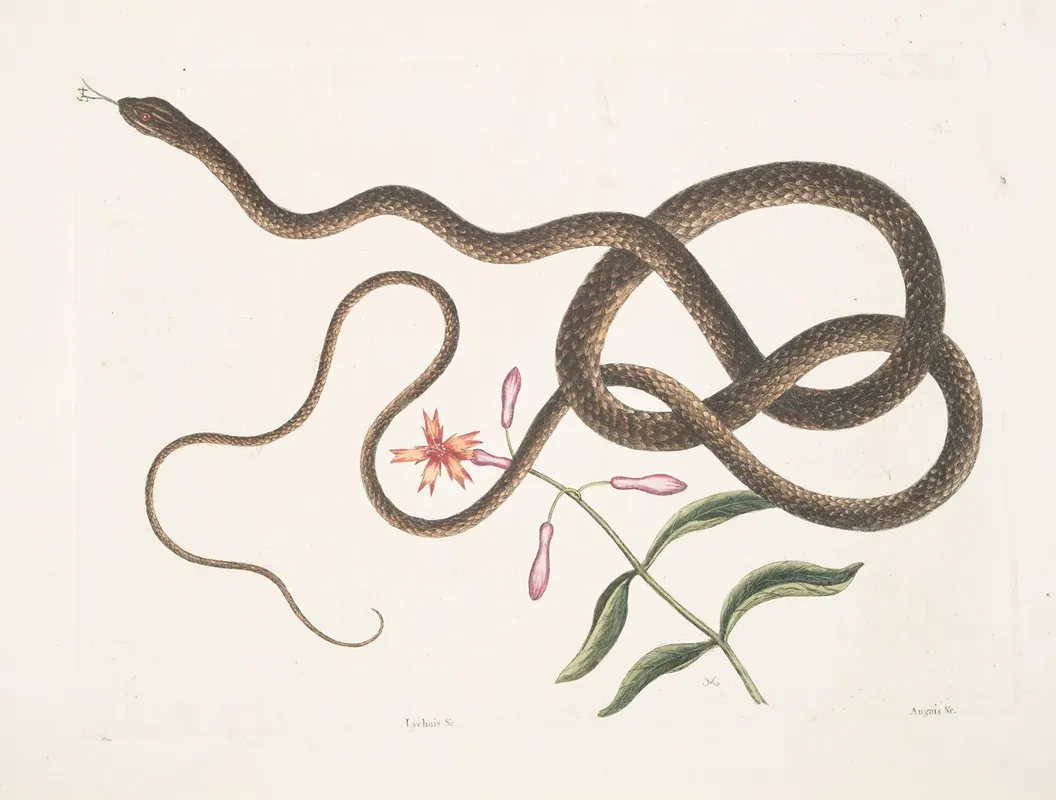 Lychnis Anguis Flagelli Formisthe Coach Whip Snake Wall Art by Mark Catesby - High-Resolution Digital Print