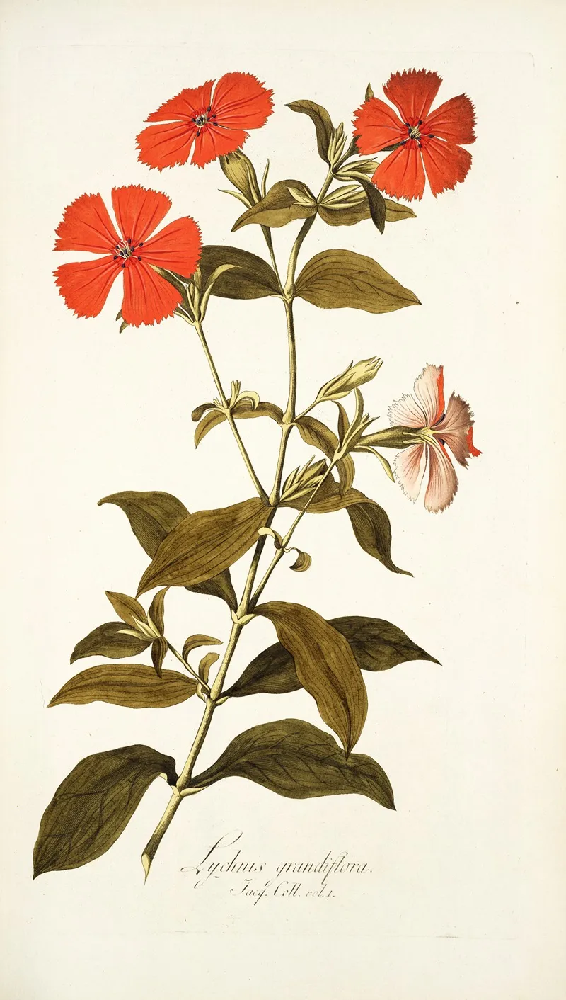 Lychnis Grandiflora Wall Art by Nikolaus Joseph Freiherr von Jacquin - High-Resolution Digital Print