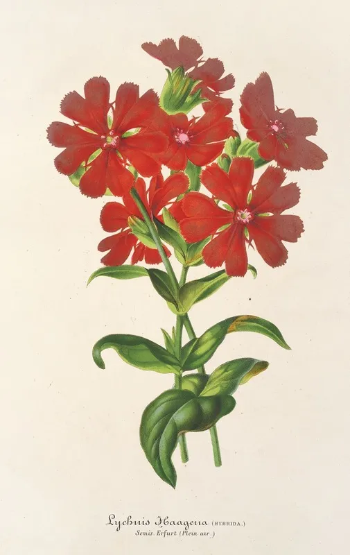 Lychnis Haagena Wall Art by Charles Antoine Lemaire - High-Resolution Digital Print