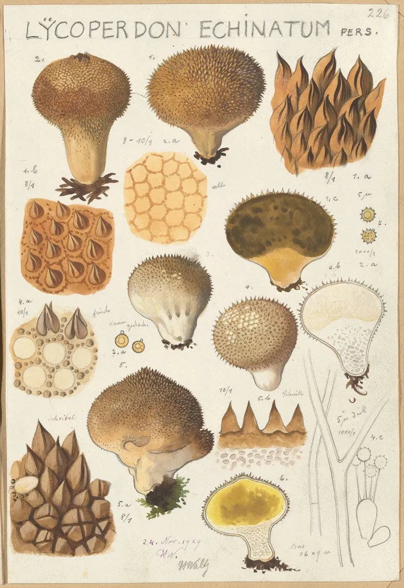 Lycoperdon Enchinatum Wall Art by Hans Walty - High-Resolution Digital Print