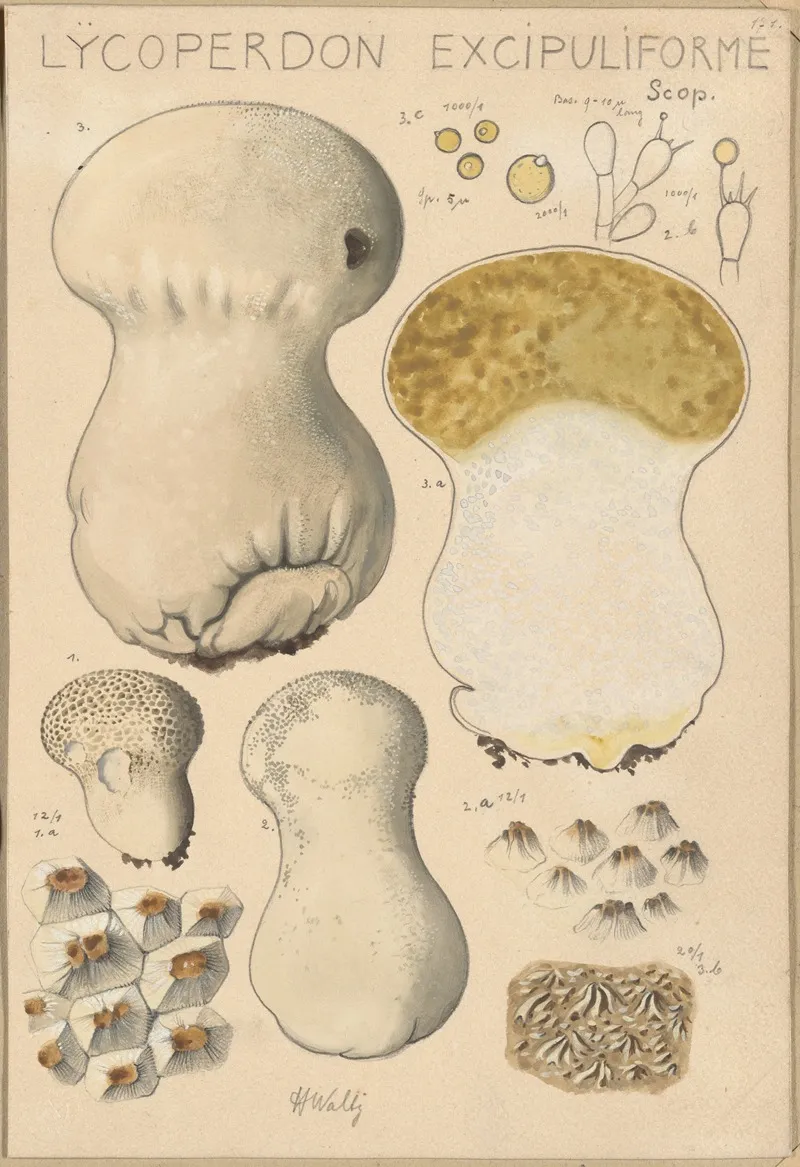 Lycoperdon Excipuliforme Wall Art by Hans Walty - High-Resolution Digital Print