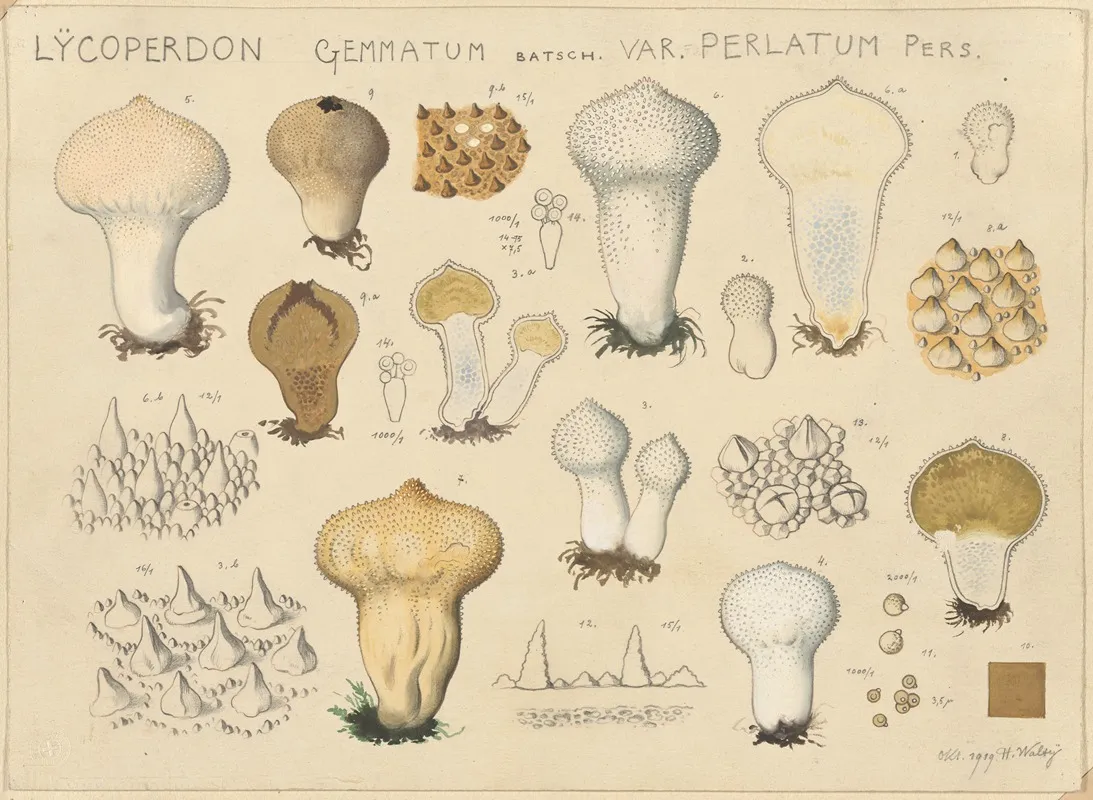 Lycoperdon Gemmatum Batsch Var Perlatum Pers Wall Art by Hans Walty - High-Resolution Digital Print